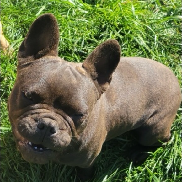 Meet your Posher, Misty - Picture 2 of 7